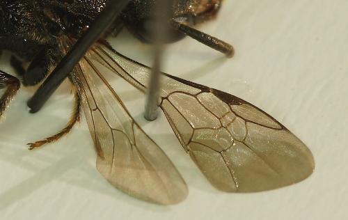 Sphecodes sp.