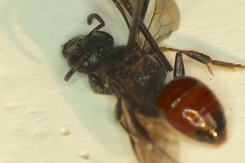 Sphecodes sp.
