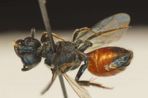 Sphecodes sp.