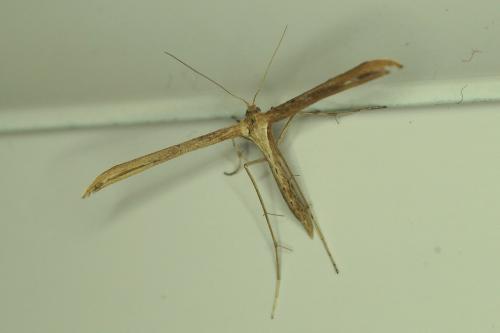 Emmelina monodactyla