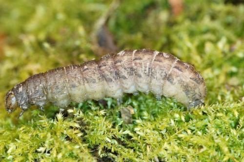 Noctua pronuba