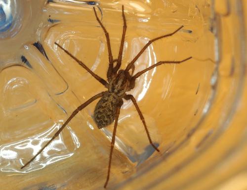 Eratigena atrica