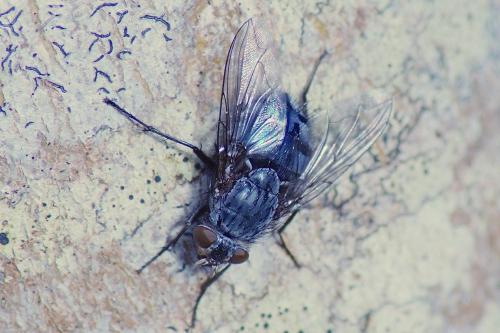 Calliphora vicina