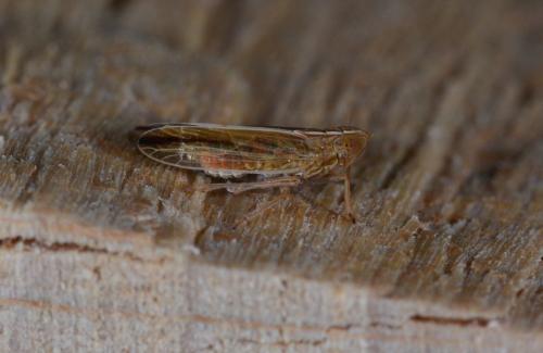 Réf. 178 792 : Stenocranus minutus