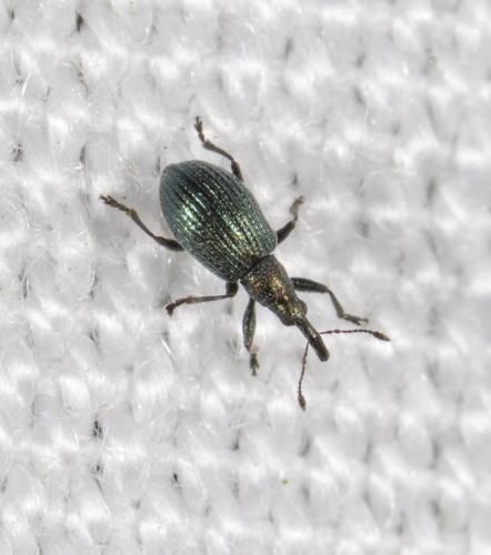 Réf. 178 891 : Ischnopterapion virens
