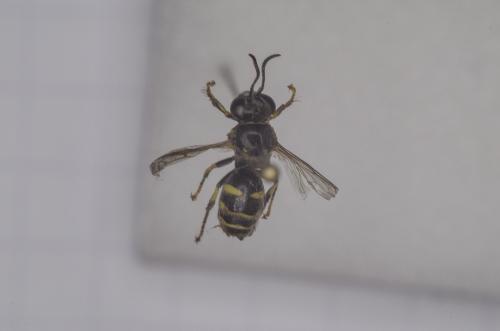 Bembecinus tridens