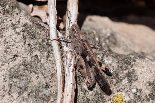 Aiolopus strepens
