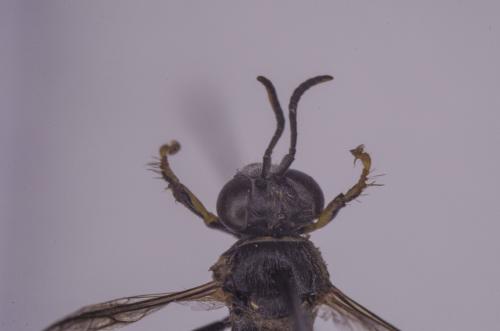 Bembecinus tridens