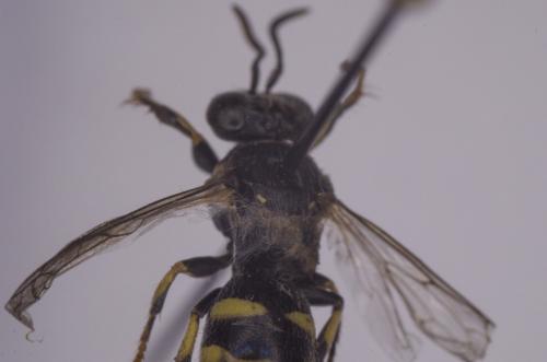 Bembecinus tridens