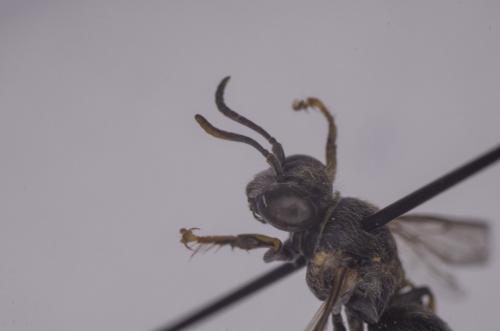 Bembecinus tridens