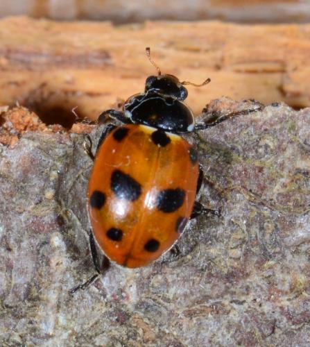 Hippodamia variegata