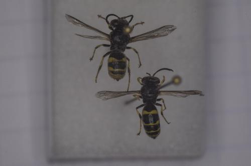 Bembecinus tridens