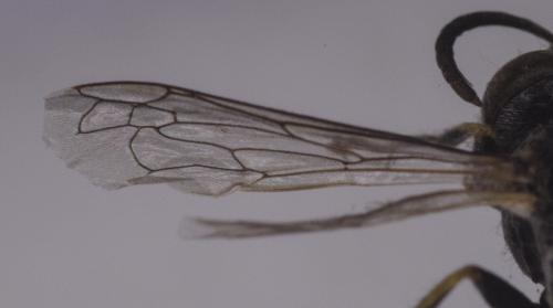 Bembecinus tridens