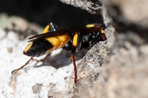 Ichneumon stramentor