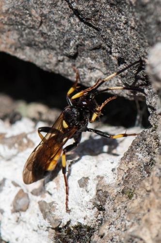 Ichneumon stramentor