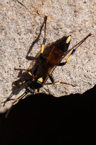 Réf. 178 584 : Ichneumon stramentor