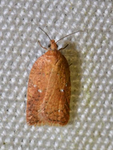 Acleris (notana-ferrugana)
