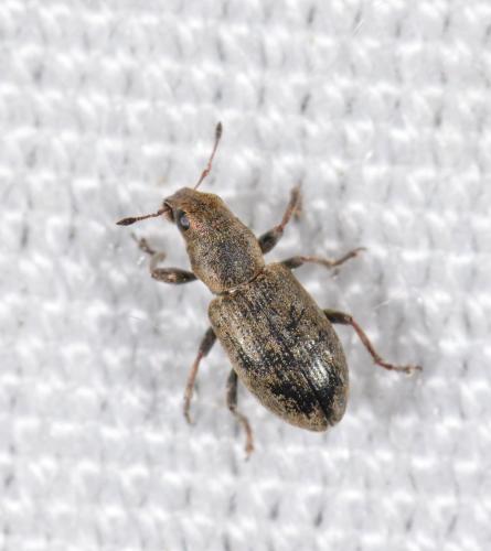 Réf. 178 888 : Sitona sp.