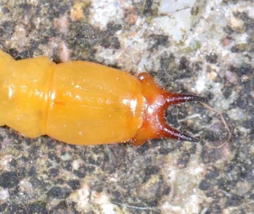 Réf. 178 741 : Pyrochroa coccinea