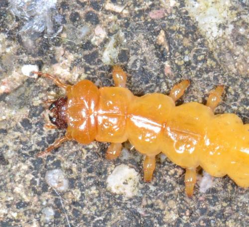 Réf. 178 742 : Pyrochroa coccinea