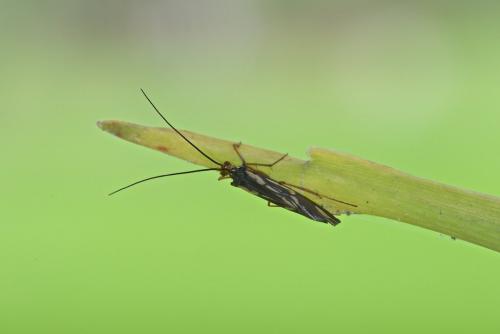 Dipseudopsis sp.