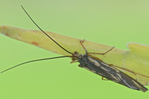 Dipseudopsis sp.