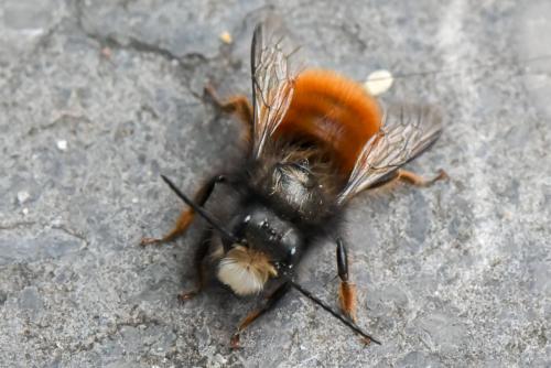 Osmia cornuta