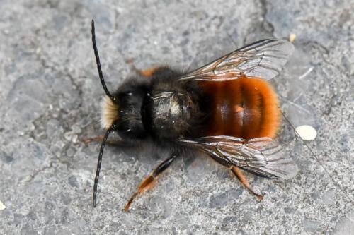 Osmia cornuta