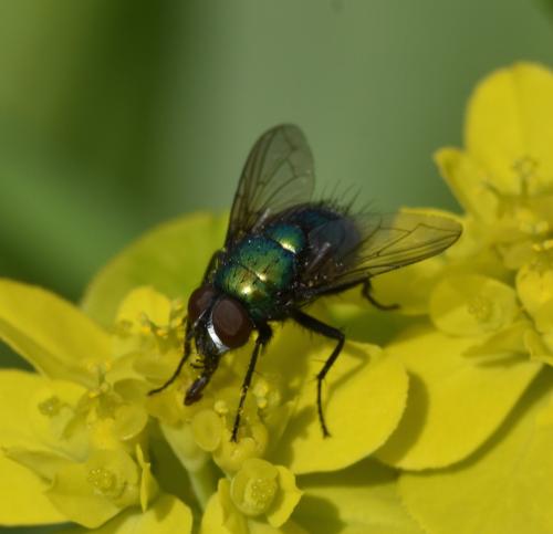 Lucilia sp.