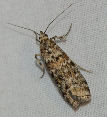 Réf. 178 964 : Dioryctria sp.