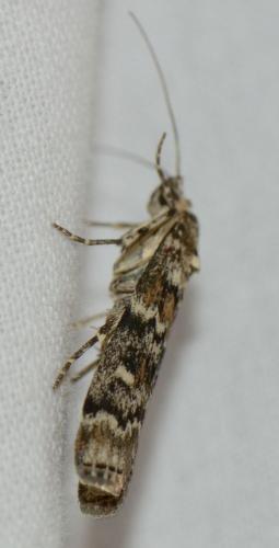 Réf. 178 965 : Dioryctria sp.