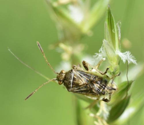 Stictopleurus punctatonervosus