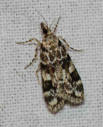 Réf. 178 930 : Eudonia delunella