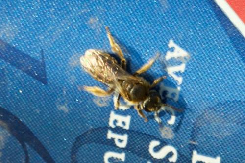 Lasioglossum sp.