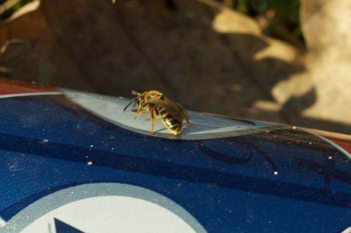 Lasioglossum sp.
