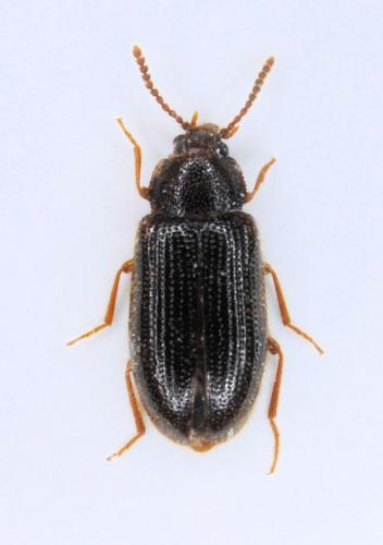 Esarcus letourneuxi