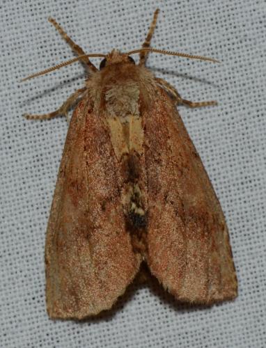 Ptilodon capucina