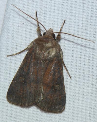 Xestia xanthographa