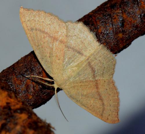 Réf. 178 196 : Cyclophora linearia