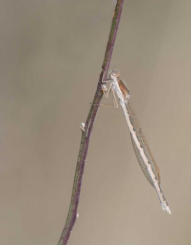 Réf. 178 545 : Sympecma fusca