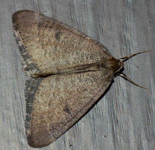 Réf. 178 177 : Theria primaria