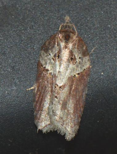 Acleris schalleriana