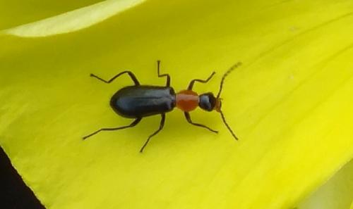 Attalus ruficollis