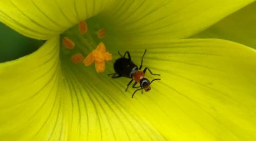 Réf. 178 592 : Attalus ruficollis