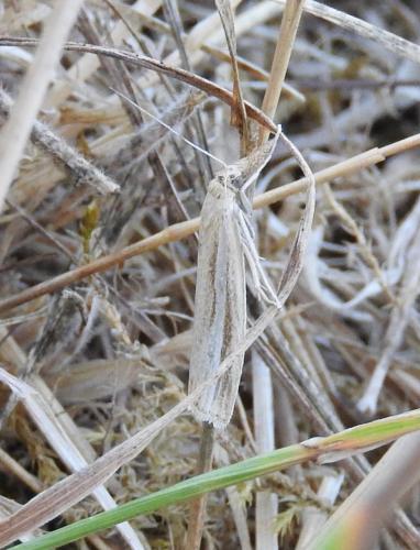Agriphila tristella