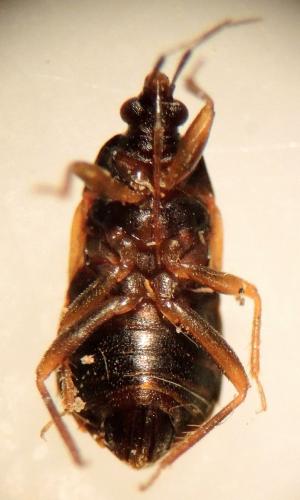 Réf. 178 121 : Lyctocoris dimidiatus