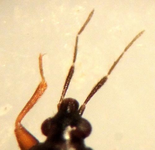 Réf. 178 120 : Lyctocoris dimidiatus