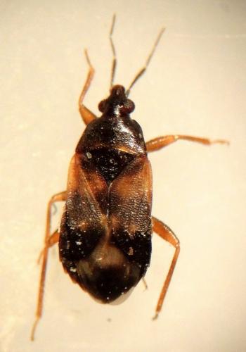 Réf. 178 117 : Lyctocoris dimidiatus