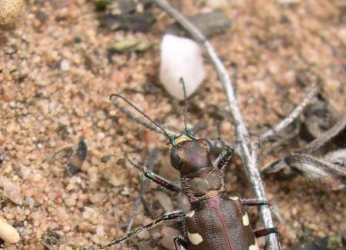 Cicindela hybrida