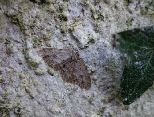 Réf. 178 712 : Ectropis crepuscularia